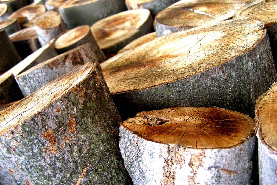 bois de chêne Mouvaux